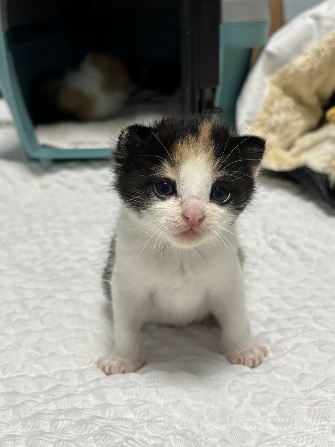 보호중 믹스묘의 가…